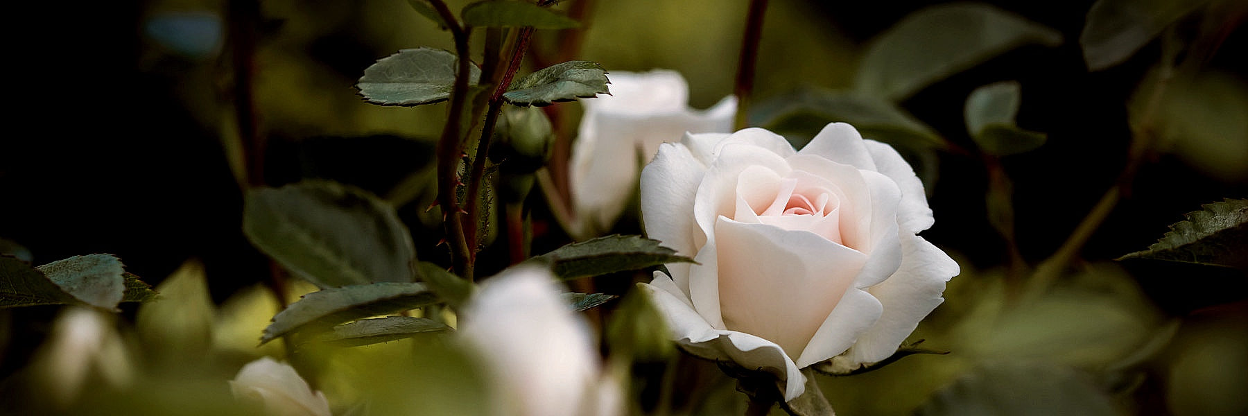 Staudenhalter & Rankhilfen